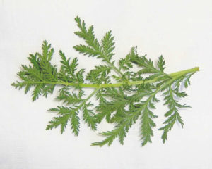Søtmalurt (Artemisia annua)